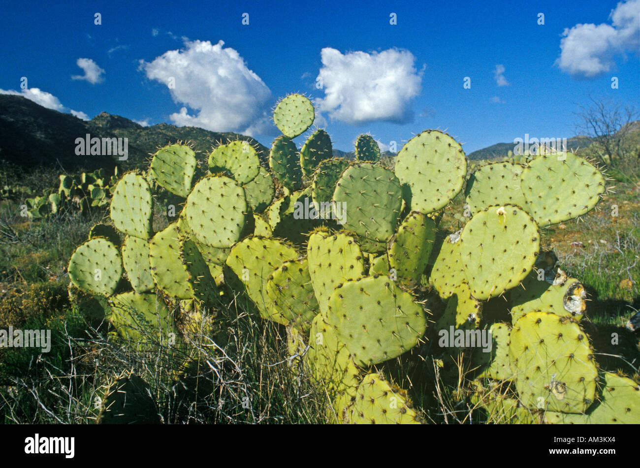 Cactus AZ Stock Photo