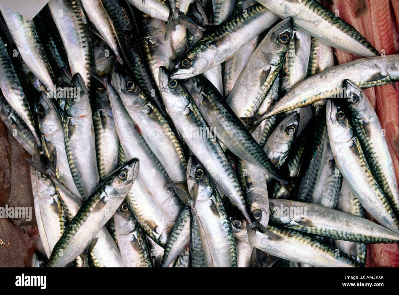 mackerel fish market Stock Photo Alamy