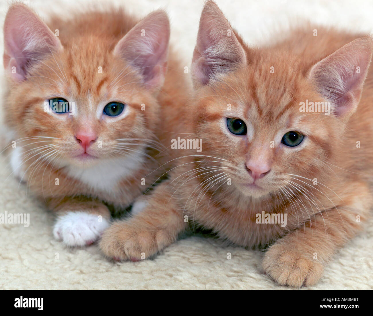 Two Ginger Tom Kittens Six Weeks Old Stock Photo