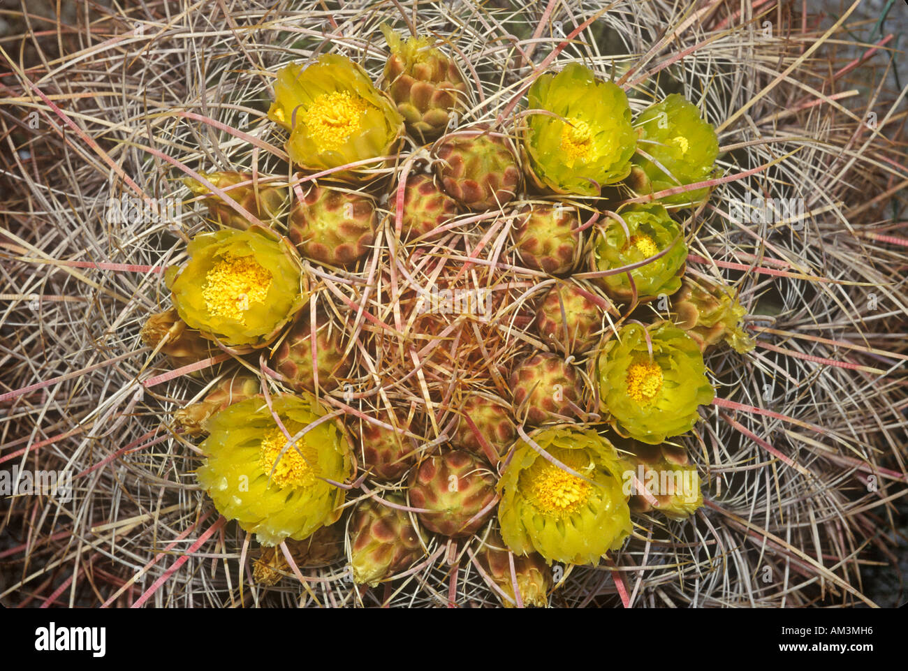 Desert Barrel Cactus Anza Borrego Desert CA Stock Photo