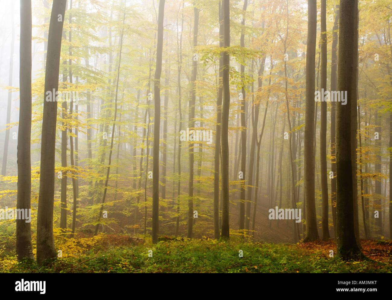 foggy forest in autumn Stock Photo - Alamy