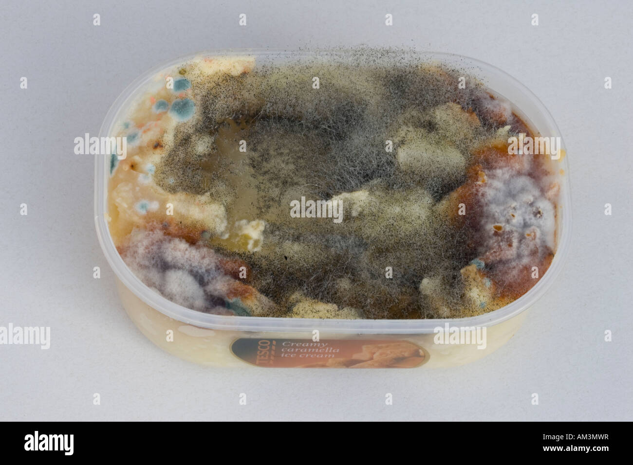 Mould or mold growing on surface of food left in plastic dish Stock