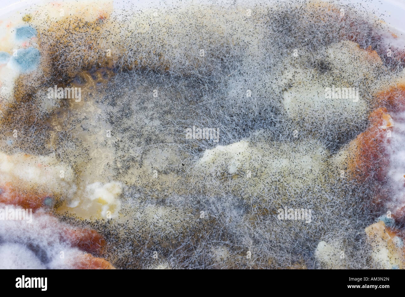 Mould or mold growing on surface of food left in plastic dish Stock Photo
