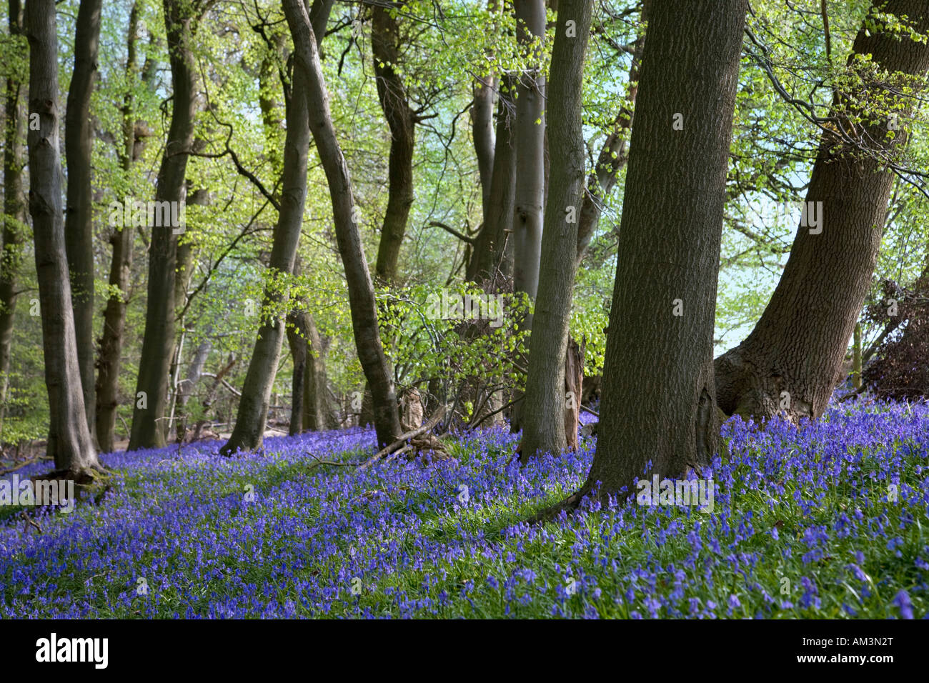 Bluebell wood in spring. Chiltern hills England. (Latin name: Endymion non-scriptus) Stock Photo