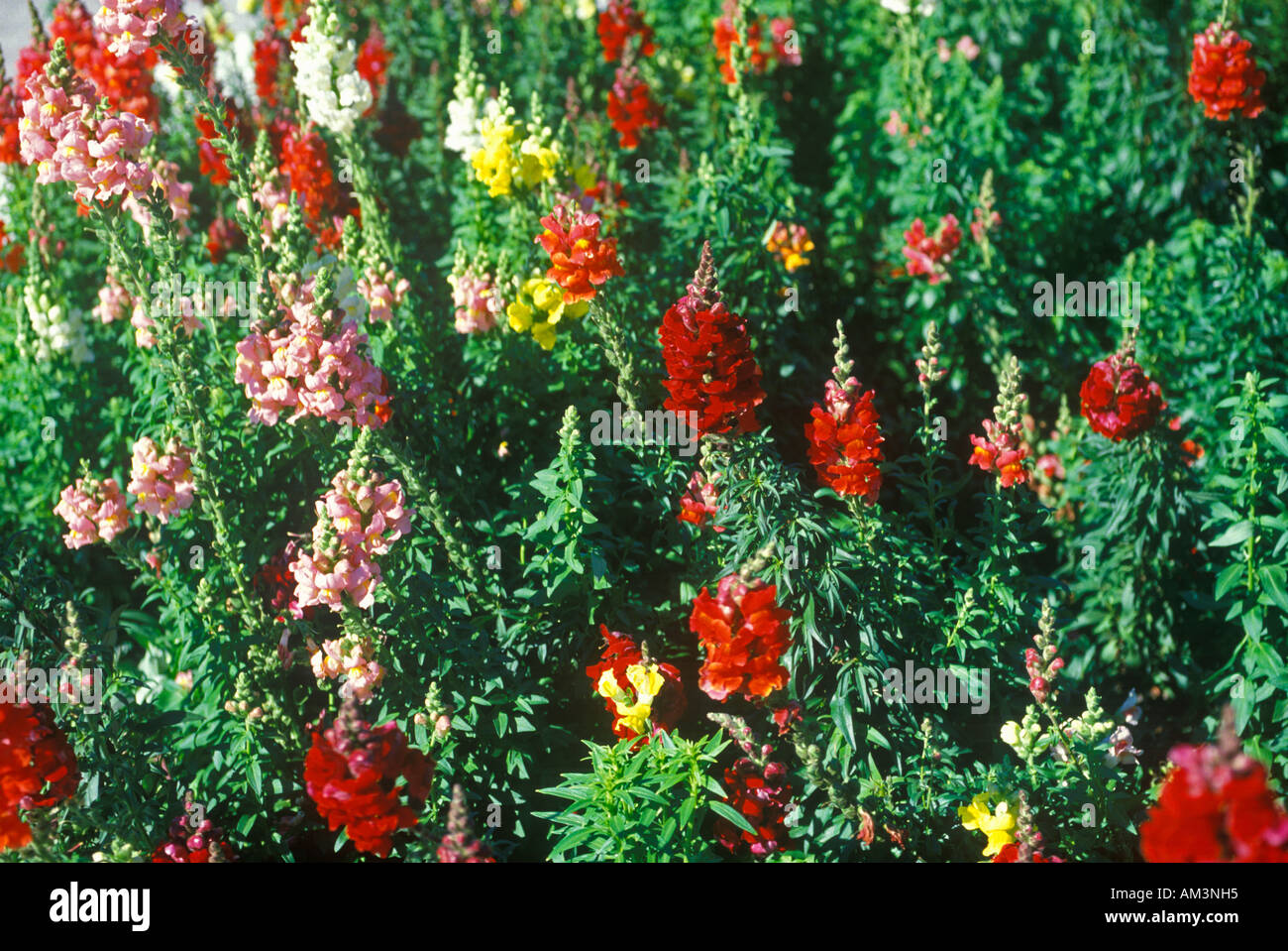 Close up of snapdragons in bloom Tampa FL Stock Photo