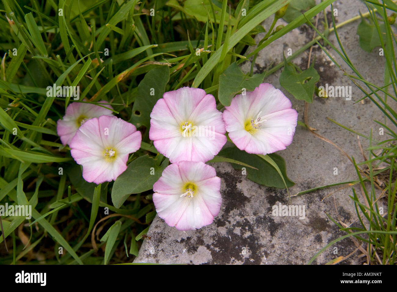 Close up of variagated Convolvulus arvensis Field Bindweed creeping jenny flowers against greenery and lichen covered stone Stock Photo