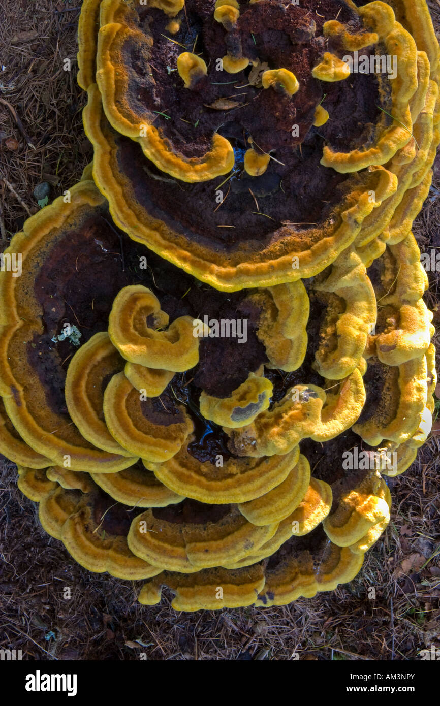 Giant Fungus Stock Photo