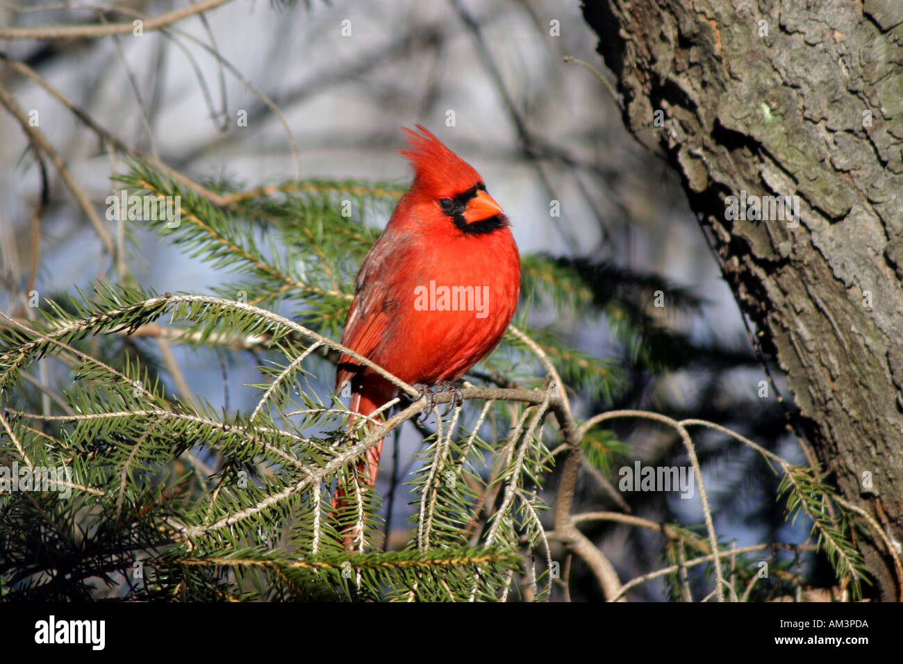 Maile Cardinal Male cardinal on bird hi-res stock photography and images - Alamy