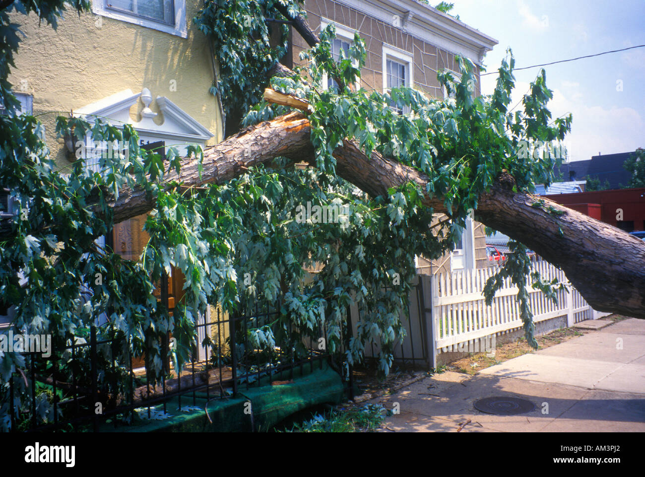 Tornado damage downed tree between two houses Alexandria VA Stock Photo