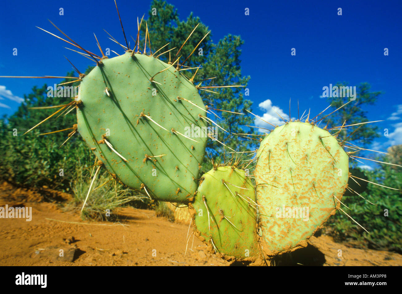 Cactus Sedona AZ Route 89 Stock Photo