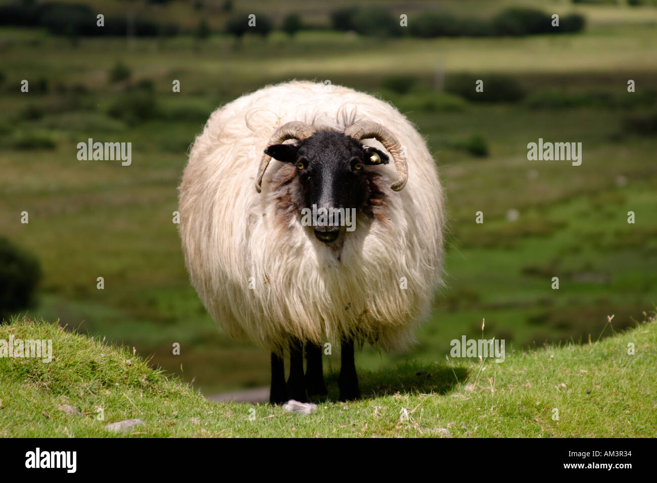 Ram male sheep in Ireland Stock Photo - Alamy