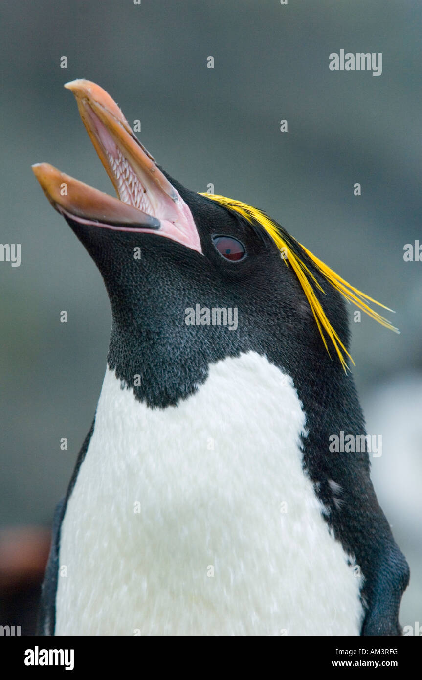 Macaroni Penguin (Eudyptes chrysolophus),calling, Bird Island "Big Mac