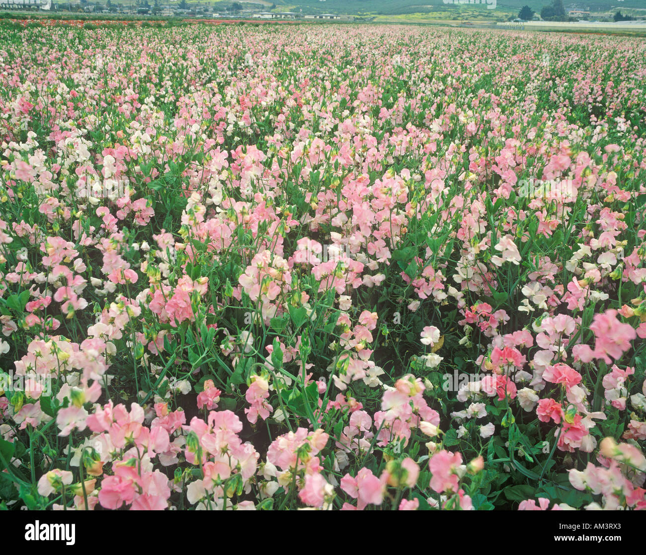 Field of flowers Lompoc CA Stock Photo Alamy