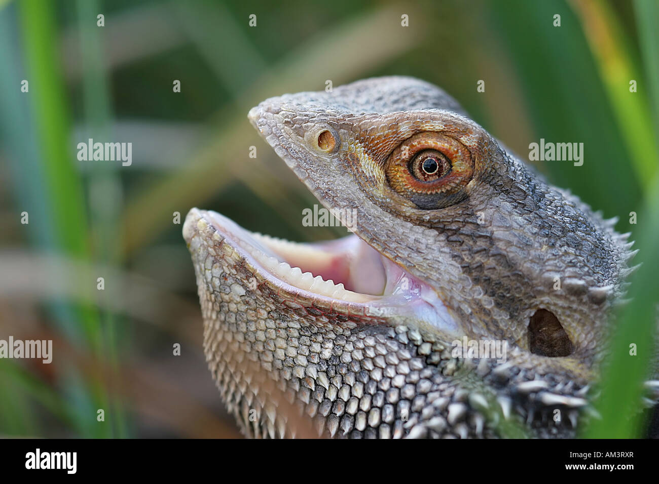 Bearded dragon lizard with mouth open outdoors in grass Stock Photo Alamy