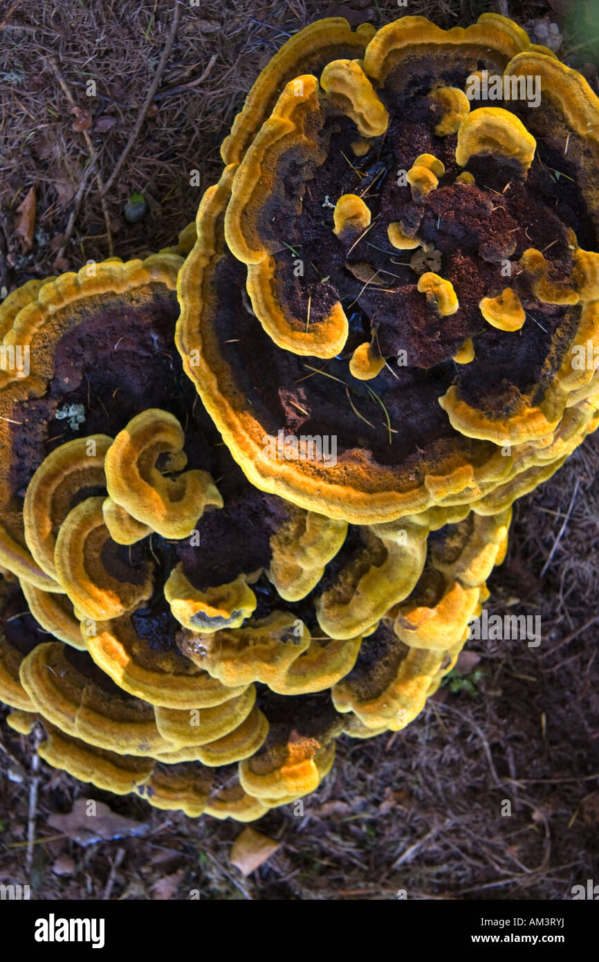 Giant Fungus Stock Photo