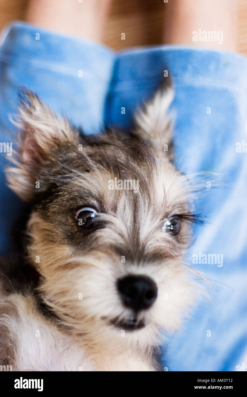 brussels griffon mix for sale