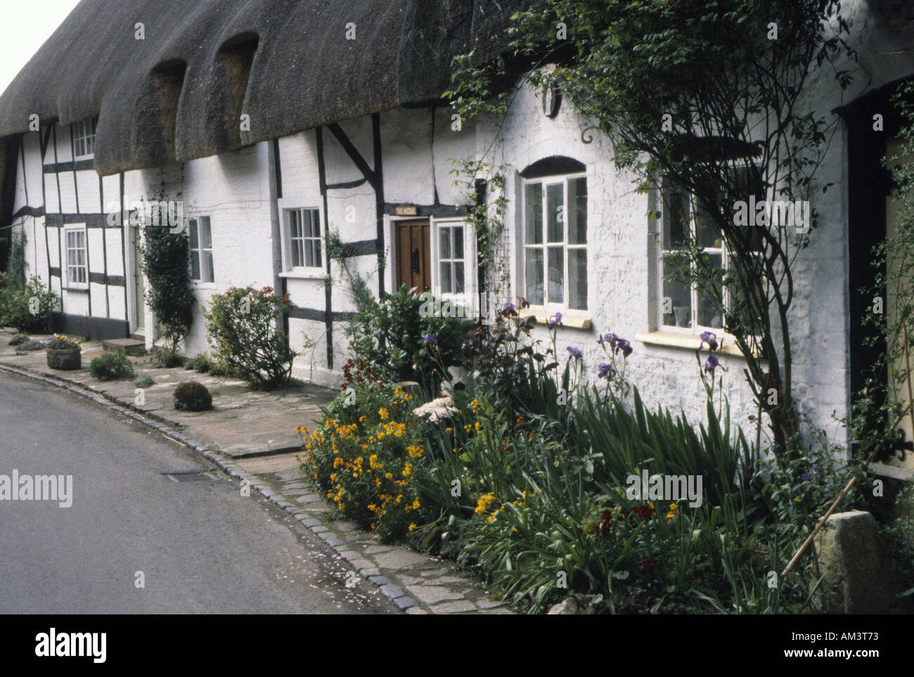 THATCHED houses in Devon England Stock Photo Alamy
