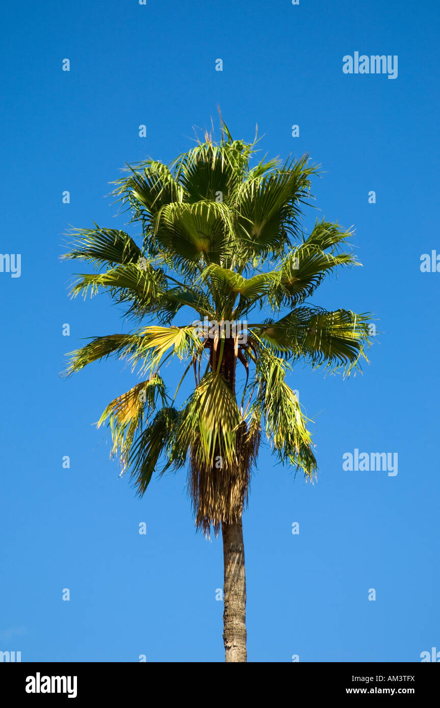 Palm tree pictures hi-res stock photography and images - Alamy