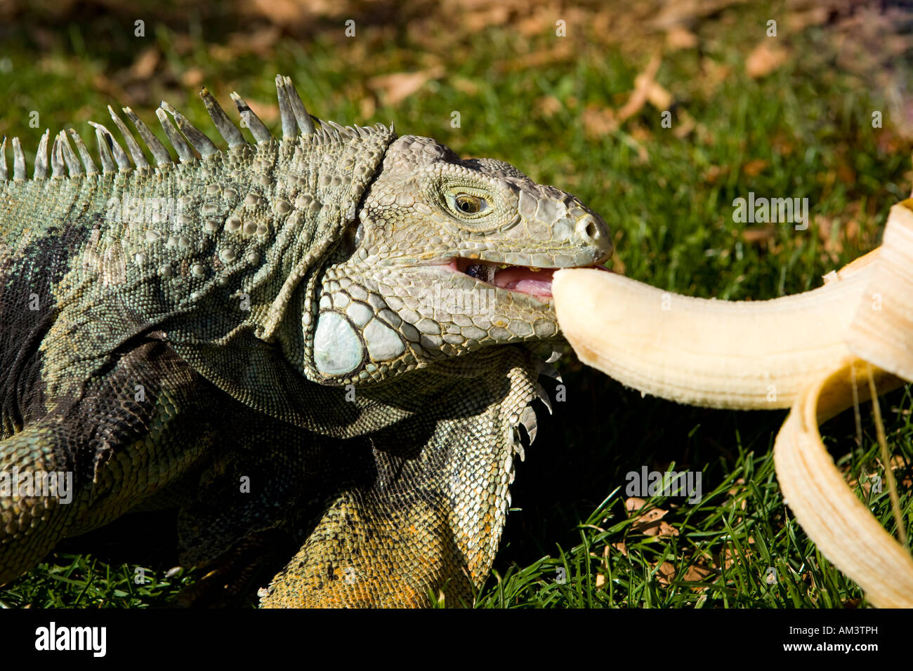 Green Iguana lizard outdoors in the grass eating banana Stock Photo Alamy
