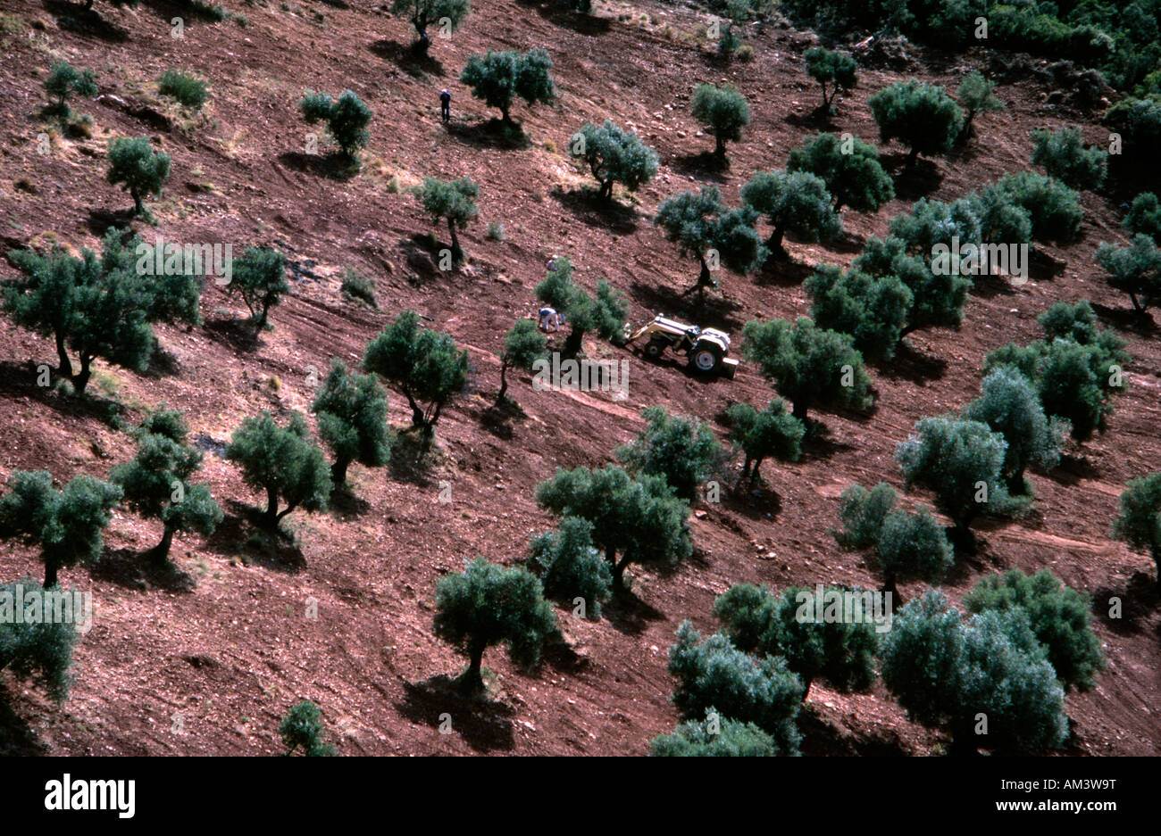 Tending olive trees near Jodar in Jaen Province Southern Spain Stock Photo