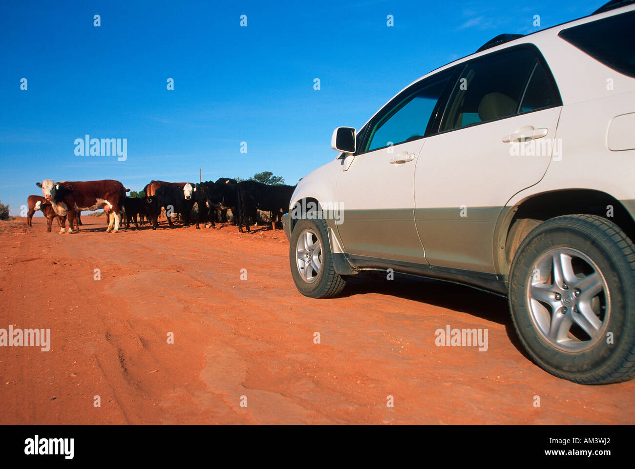 Joe Sohm the photographer stopping Lexus RX300 for cattle to cross the roadway in Utah Stock Photo