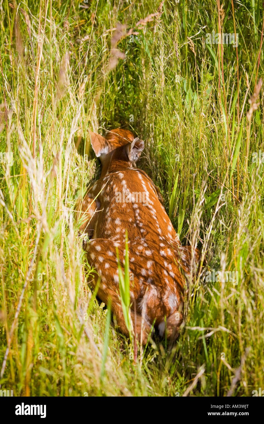 White Tail Deer Fawn Lying Down Hiding In Tall Grass Stock Photo Alamy