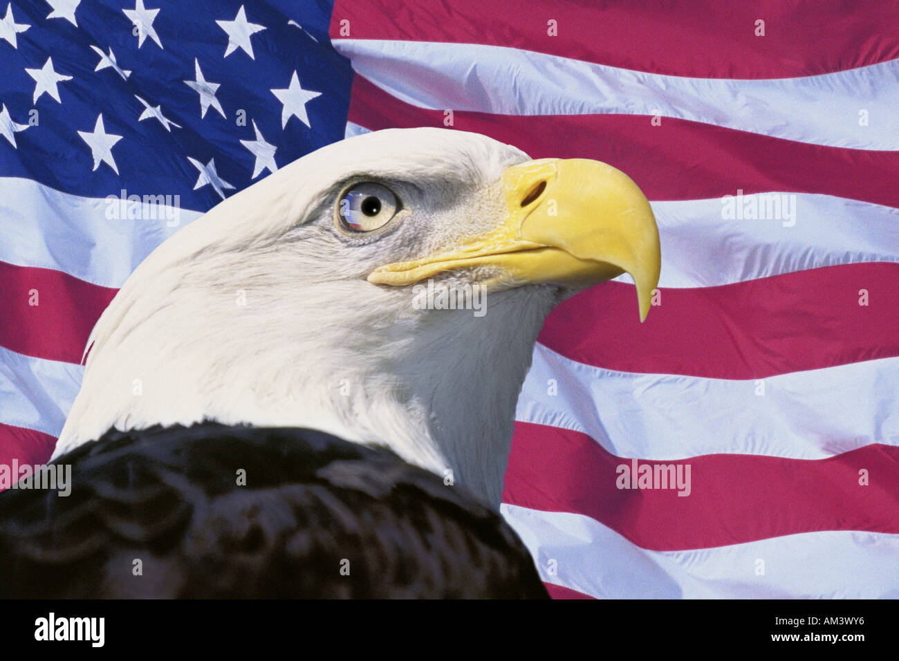 Photo montage American flag and bald eagle Stock Photo
