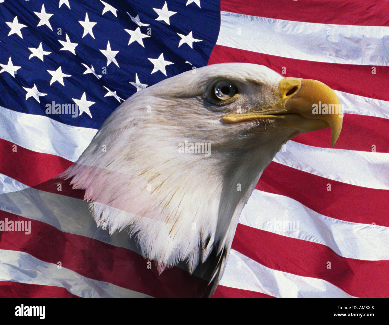 Photo montage American bald eagle and American flag Stock Photo