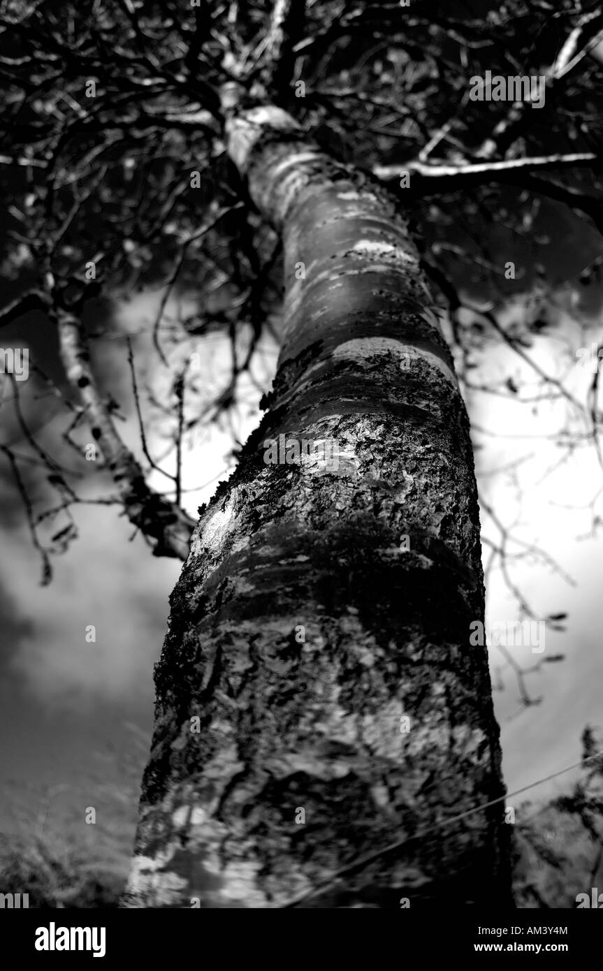 Tree upward view Black and White Stock Photos & Images - Alamy