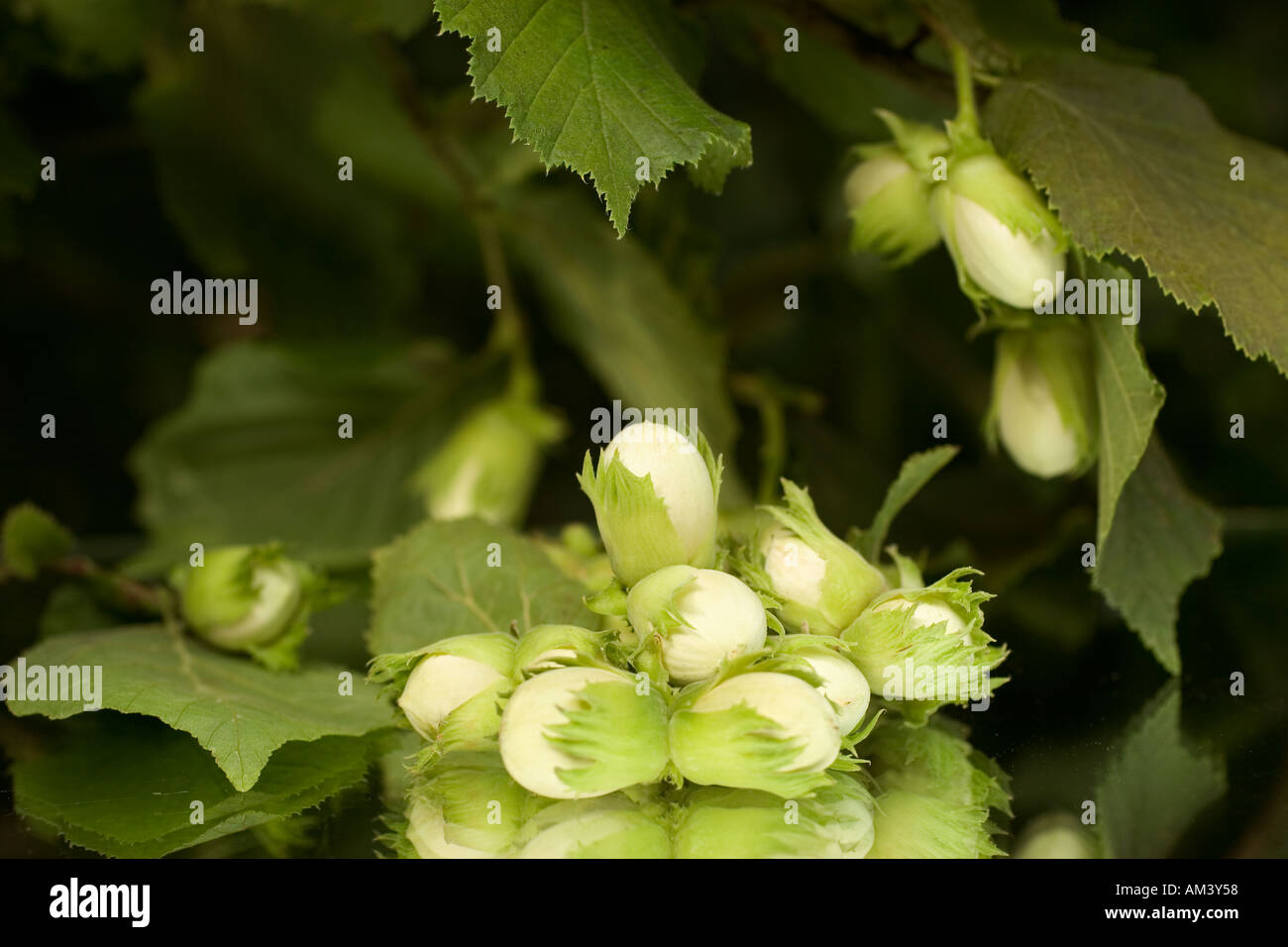 Hazelnut Tree Ripe Ripe hazelnuts tree hi-res stock photography and images - Alamy