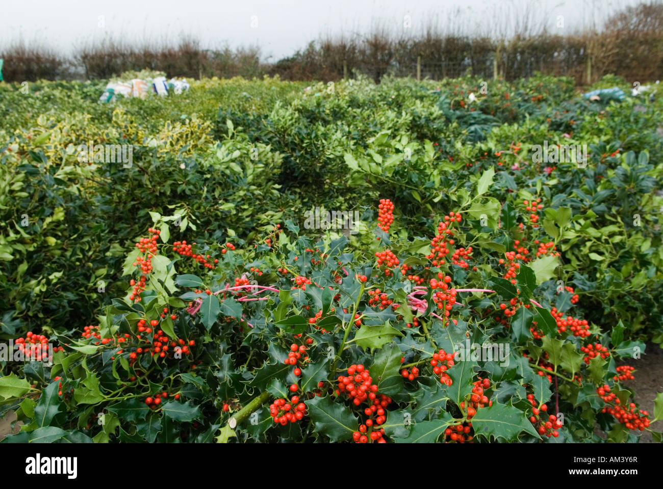 Tenbury Wells Mistletoe and Holly Christmas Auction Worcestershire UK