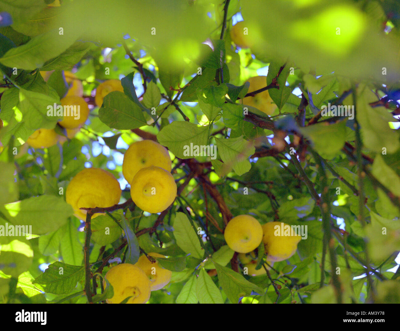 Italy Sorrento Lemon trees Stock Photo - Alamy