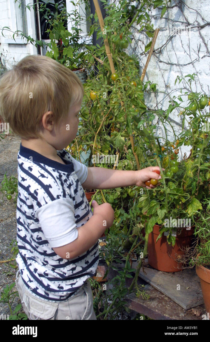 three year old boy picking tomatoes in the garden Stock Photo - Alamy