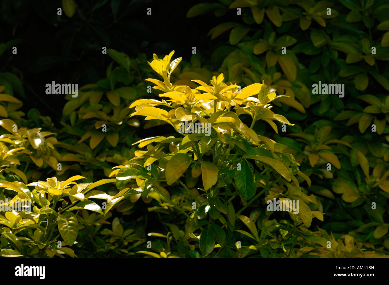 Bright Yellow Evergreen Choisya Leaves. Stock Photo