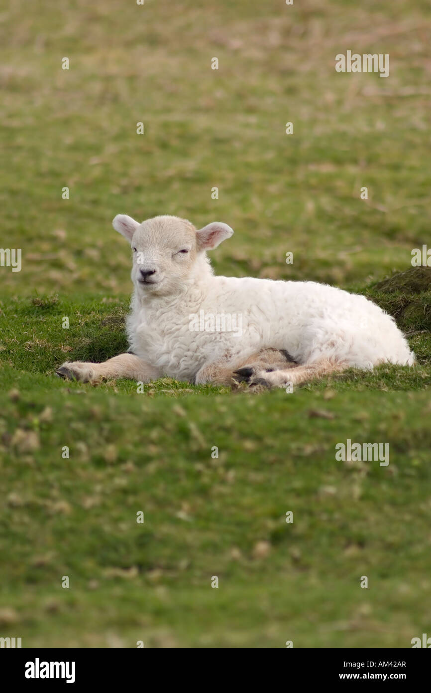 Lamb resting on moor. Stock Photo