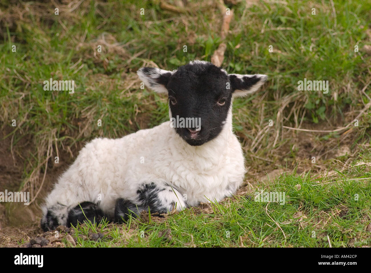 Lamb resting on moor. Stock Photo