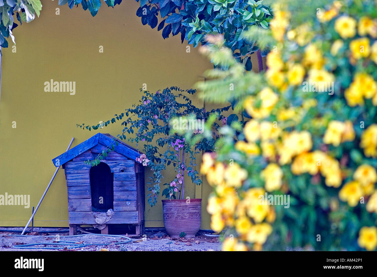 Blue wooden dog house Stock Photo