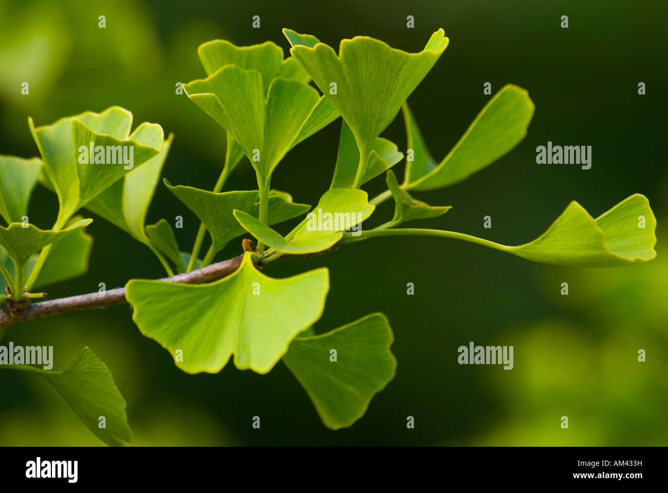 The leaves of the Ginkgo biloba tree, often used in herbal medicine and remedies and described as a living fossil. Stock Photo