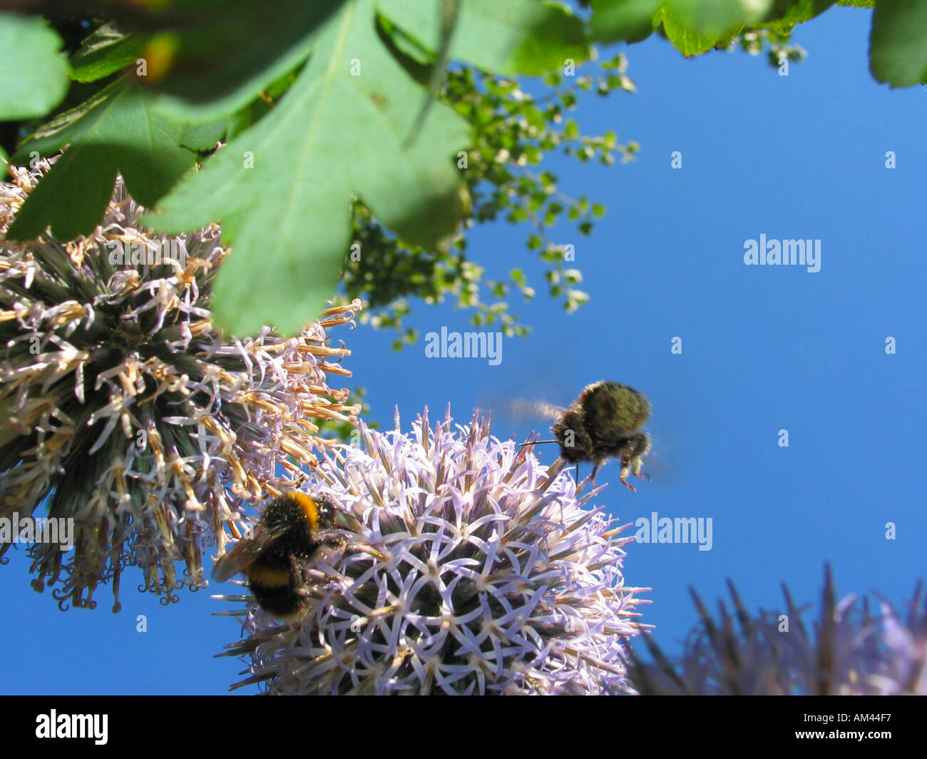 Garden bees hi-res stock photography and images - Alamy