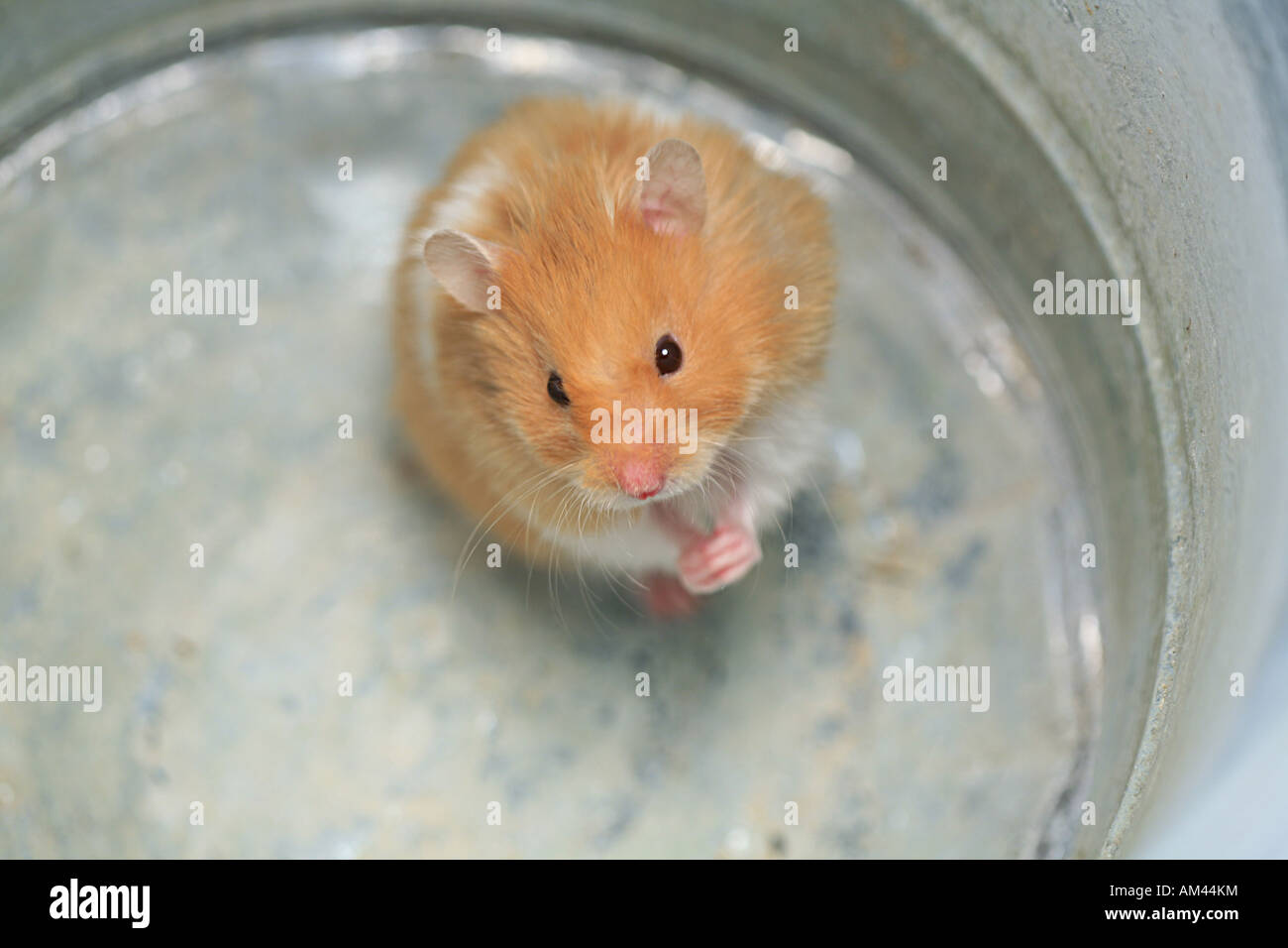 white and tan hamster