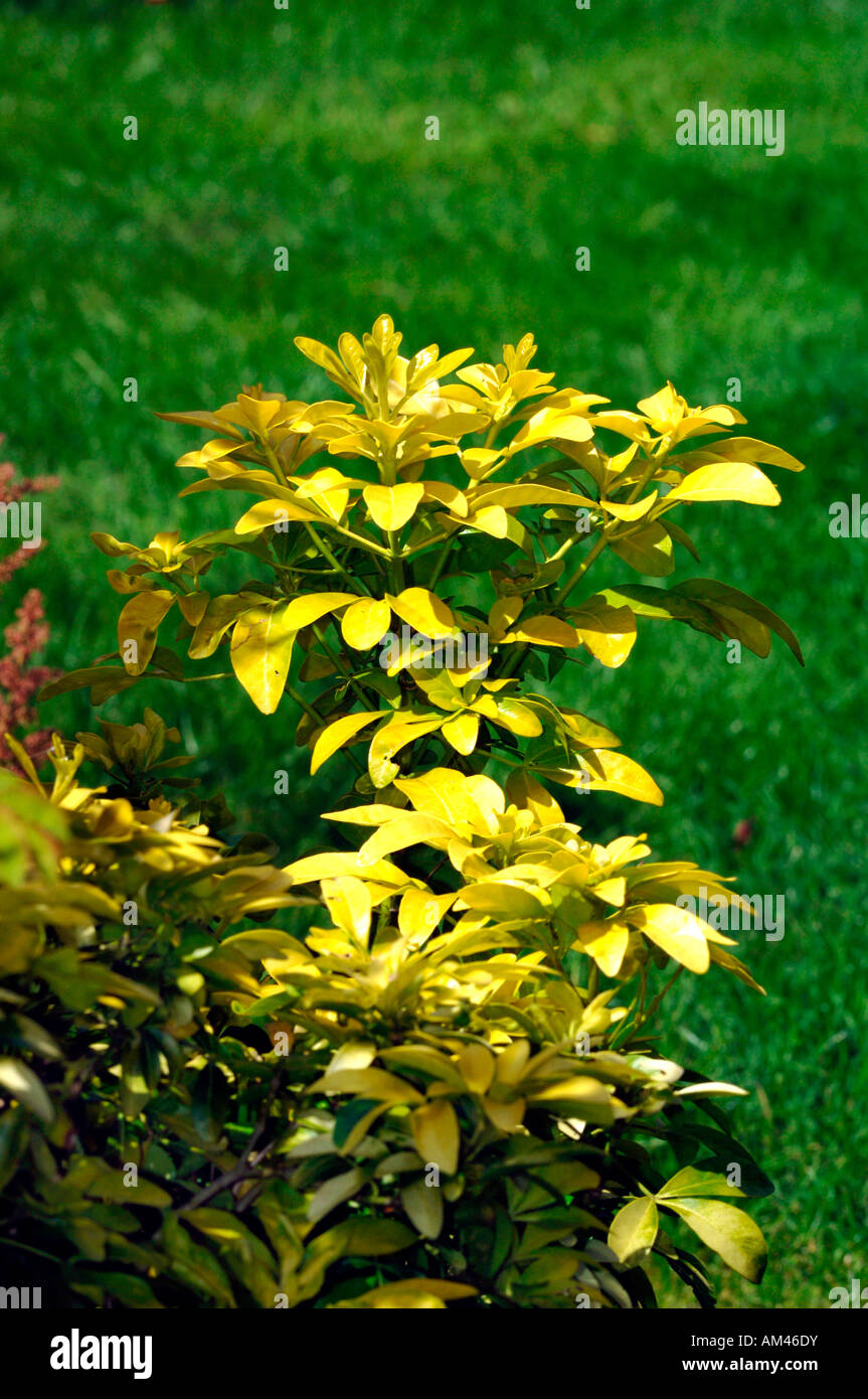Bright Yellow Evergreen Choisya Leaves. Stock Photo