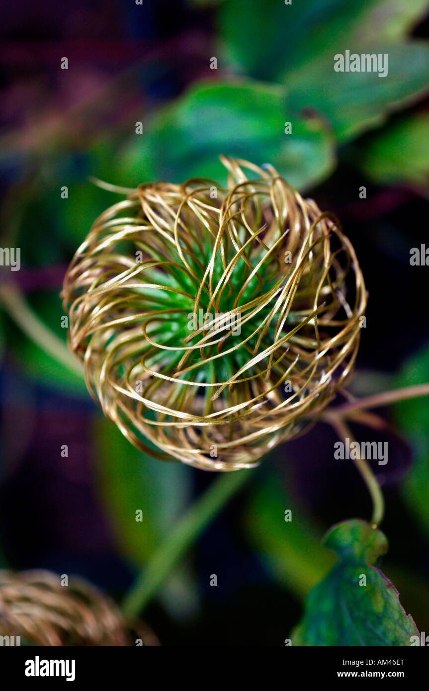 An Unusual Looking Clematis Seed Head. Stock Photo