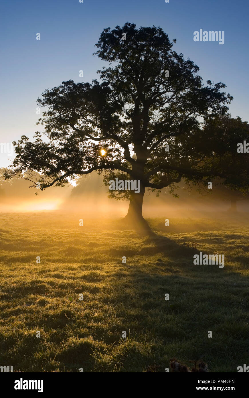 Tree at Dawn near Dorchester, Dorset, England, UK Stock Photo
