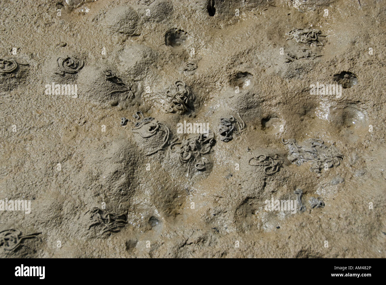 Lugworm (Arenicola marina) Casts and hollows in mud. Stock Photo