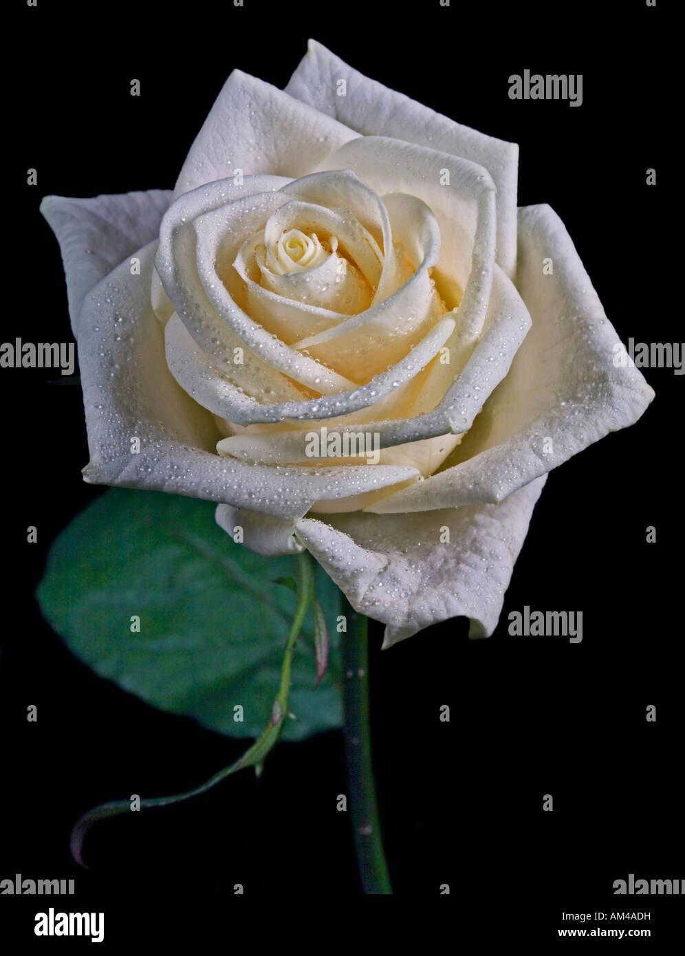 Ivory rose hi-res stock photography and images - Alamy