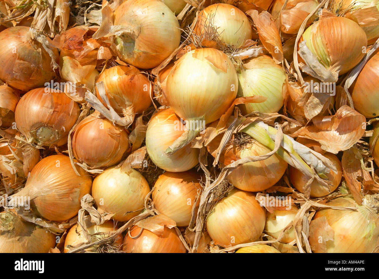 Giant onion field in Oxnard California Stock Photo Alamy