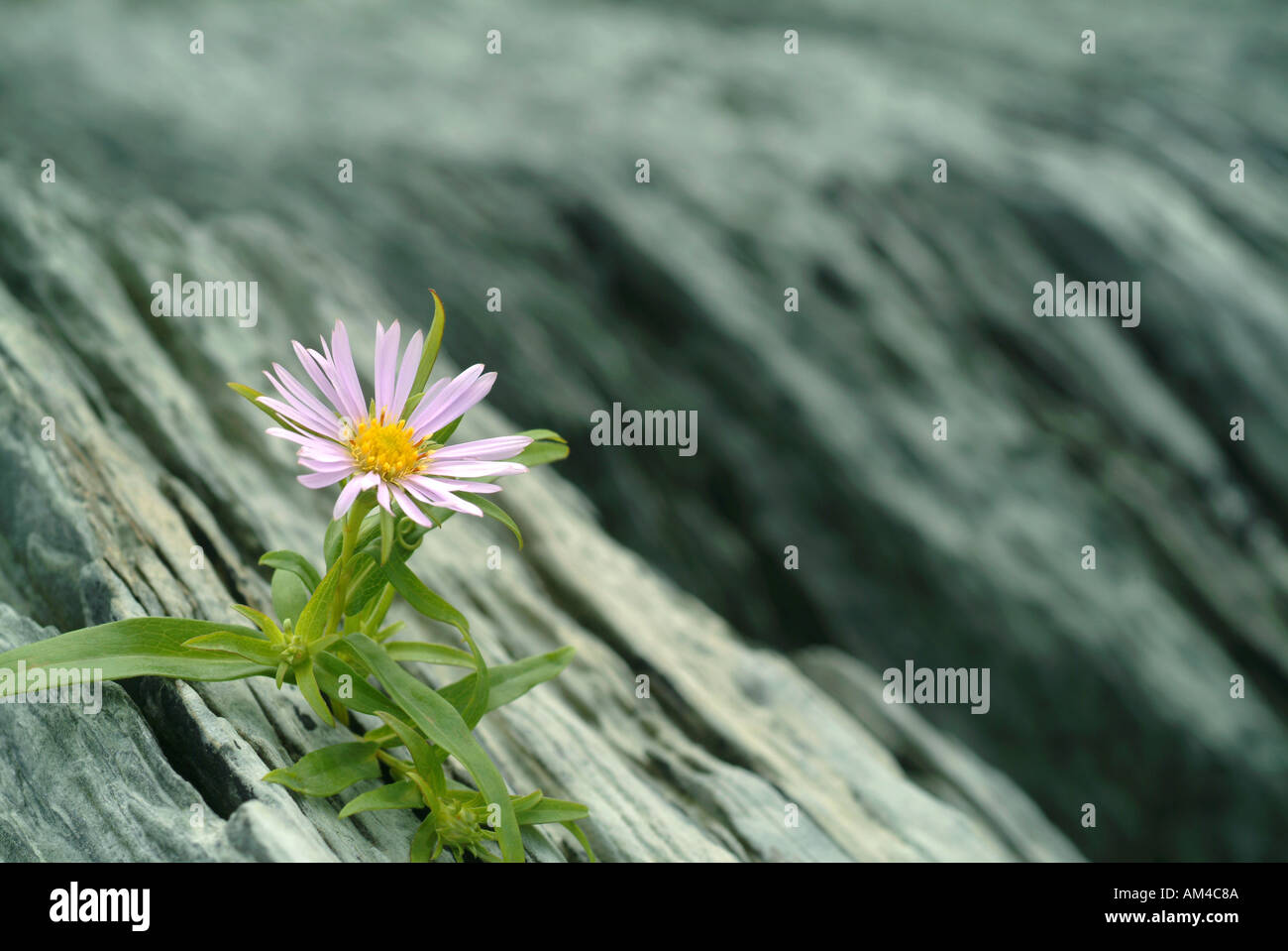single flower grows in a harsh environment Stock Photo Alamy