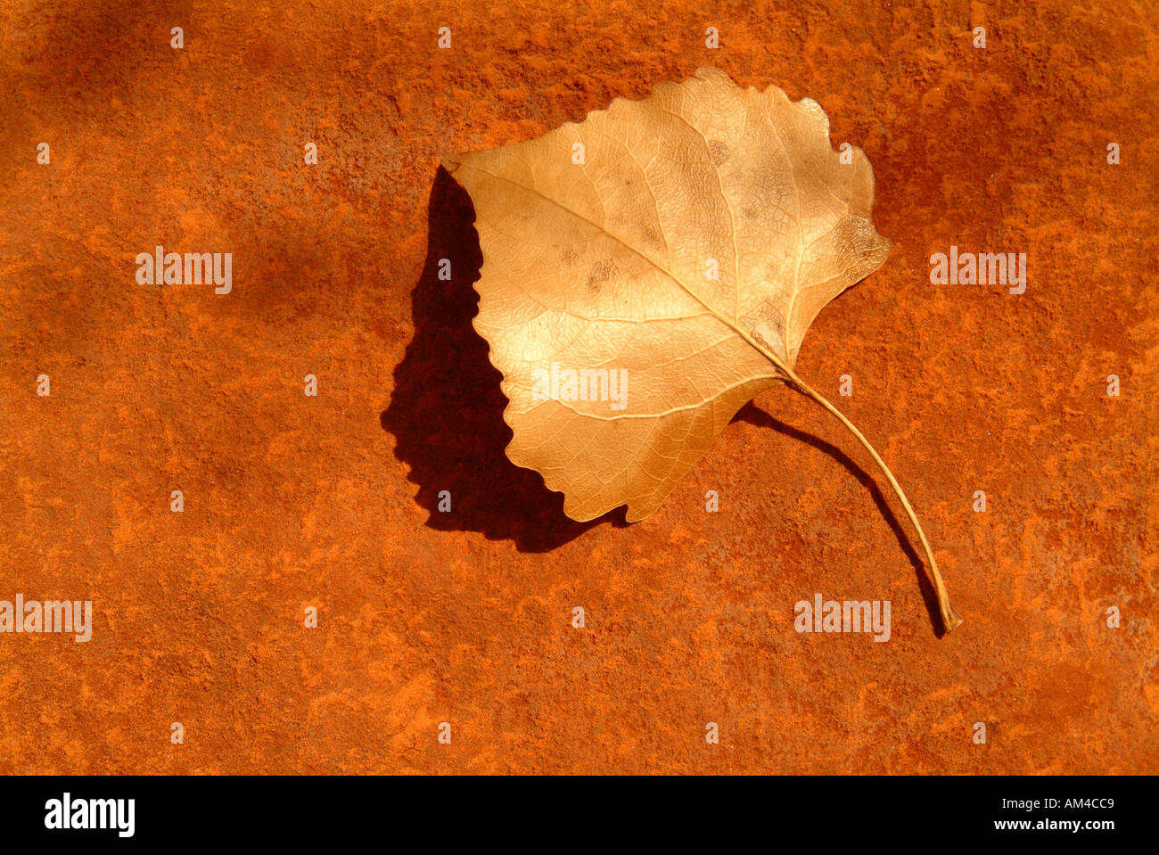 A dried Aspen leaf on red sand Stock Photo