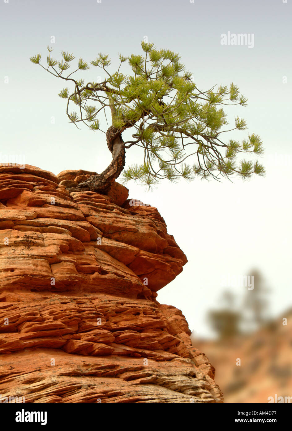 natural bonsai tree growing in sandstone in the US southwest Stock Photo -  Alamy