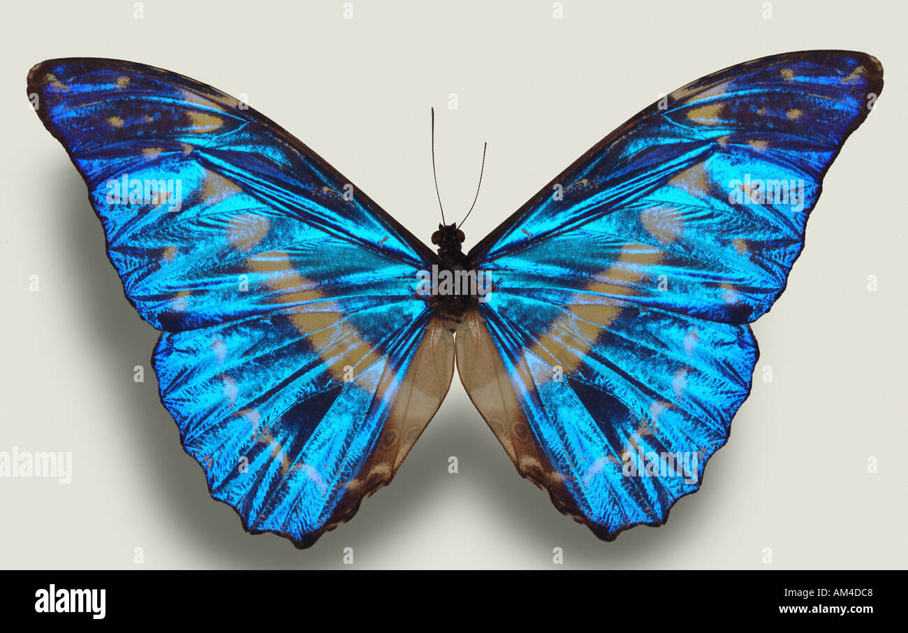 fancy blue butterfly Stock Photo Alamy